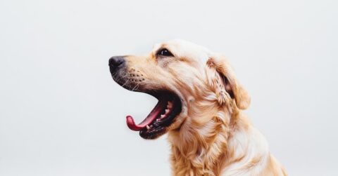 WHY DOES MY DOG OPEN AND CLOSE HIS MOUTH? - My Doggy Thing