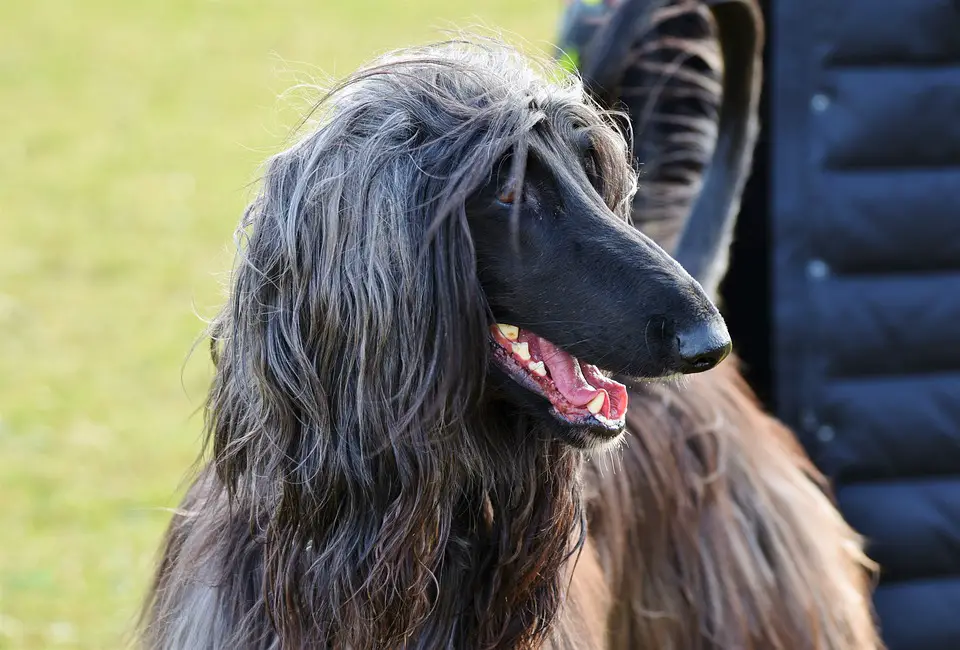 ALL ABOUT DOG BREEDS AFGHAN HOUND My Doggy Thing