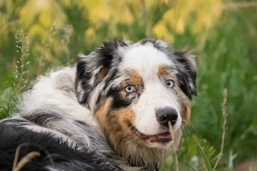 ALL ABOUT DOG BREEDS: AUSTRALIAN SHEPHERD - My Doggy Thing