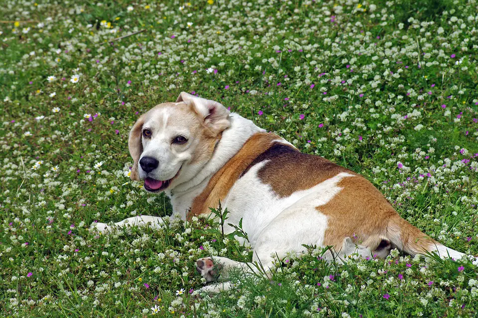 beagle-1813011_960_720