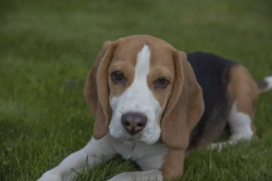 ALL ABOUT DOG BREEDS: BEAGLE - My Doggy Thing