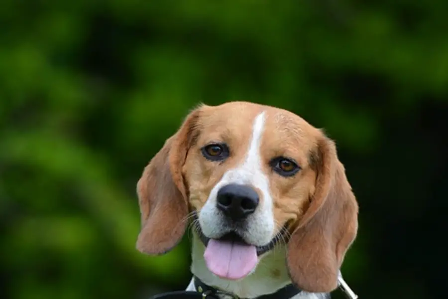 ALL ABOUT DOG BREEDS: BEAGLE - My Doggy Thing