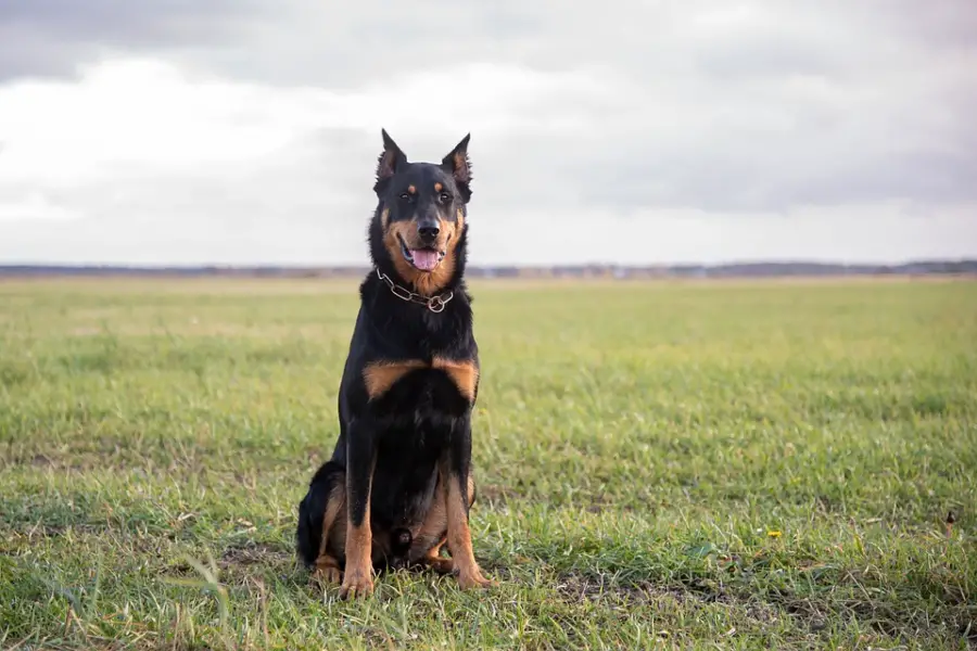 ALL ABOUT DOG BREEDS: BEAUCERON - My Doggy Thing