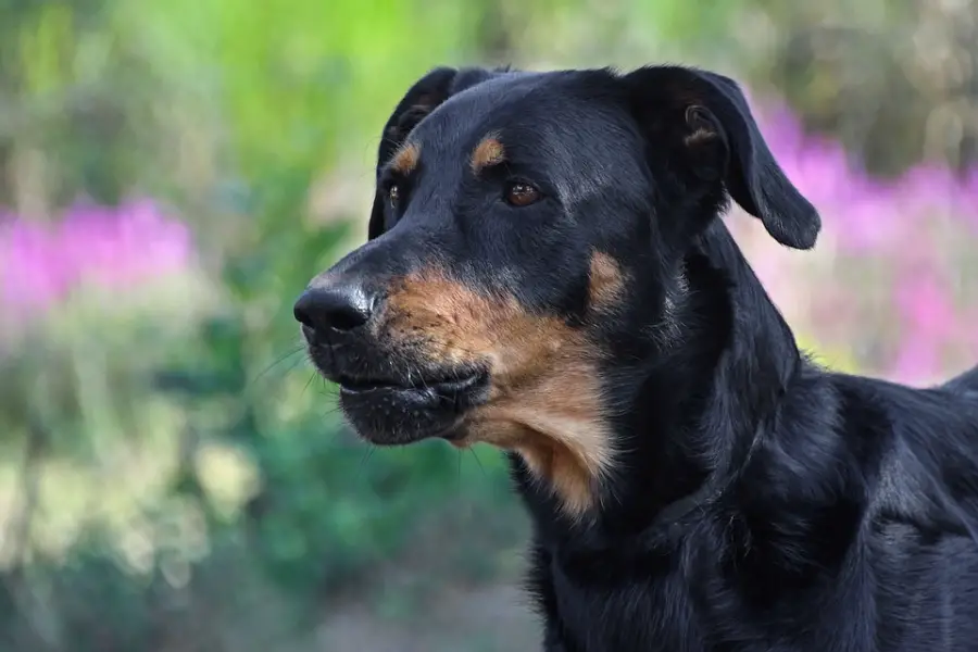 ALL ABOUT DOG BREEDS: BEAUCERON - My Doggy Thing