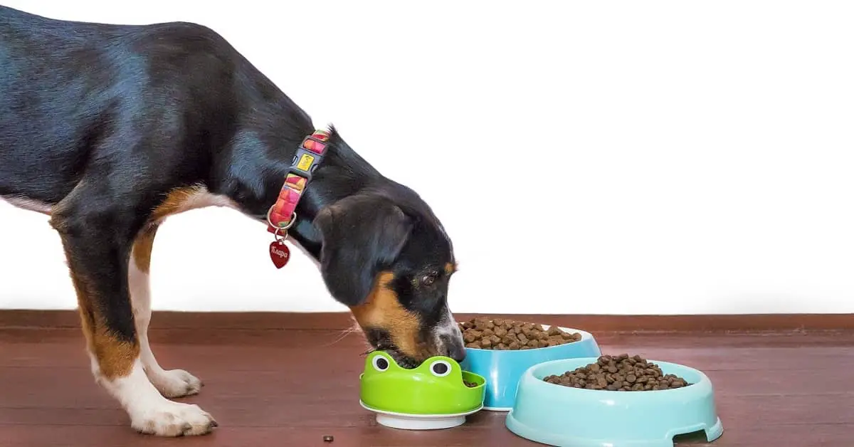 WHY DOES MY DOG MOVE HIS FOOD WITH HIS NOSE? - My Doggy Thing