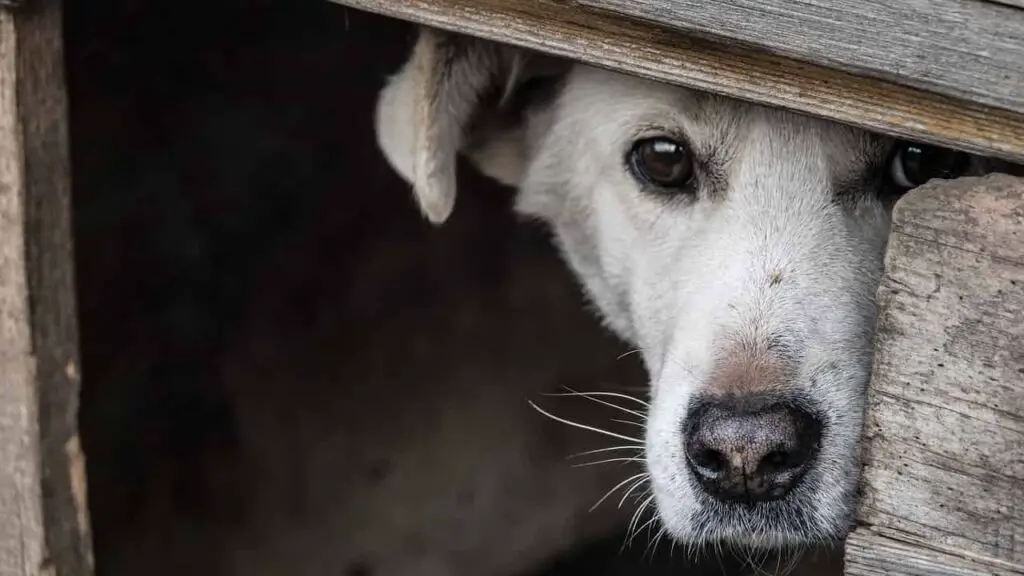 WHY DOES MY DOG NOT LISTEN TO ME? - My Doggy Thing