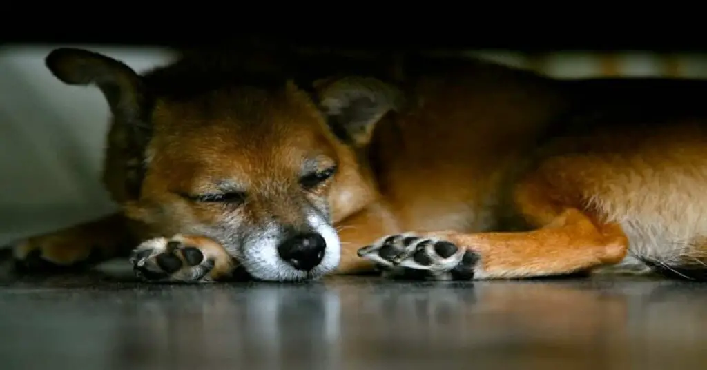 WHY DOES MY DOG GO UNDER THE BED? My Doggy Thing