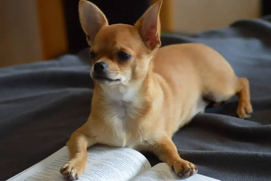 all-about-dog-breeds-chihuahua-my-doggy-thing