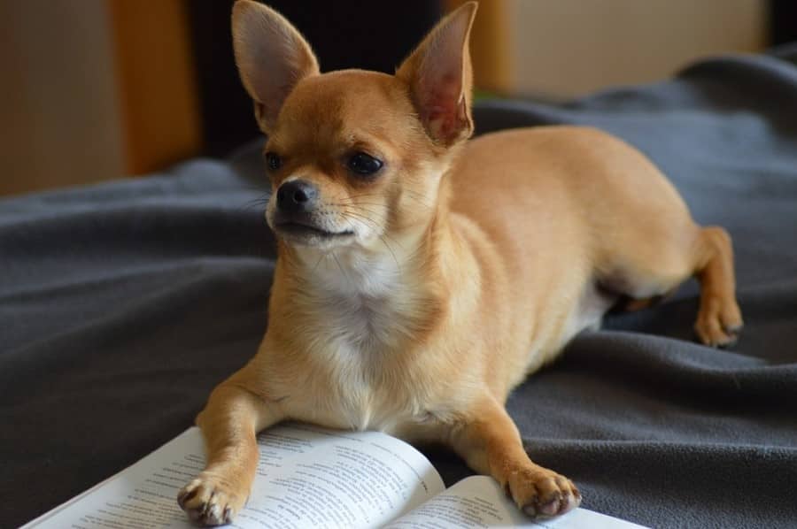 all-about-dog-breeds-chihuahua-my-doggy-thing