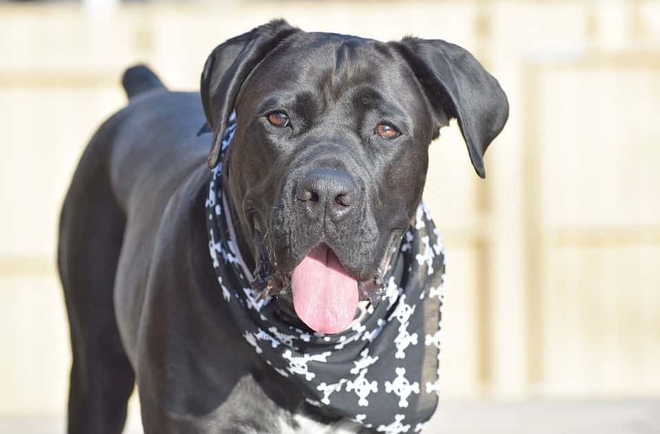 ALL ABOUT DOG BREEDS CANE CORSO My Doggy Thing