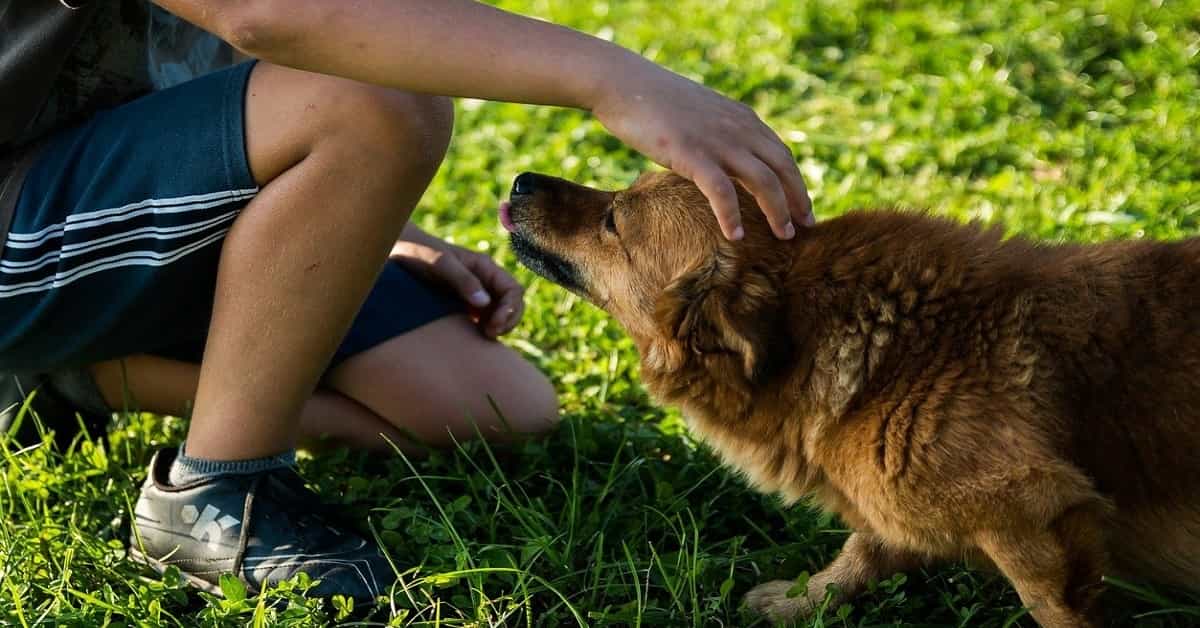 HOW TO REPAIR RELATIONSHIP WITH DOG - My Doggy Thing
