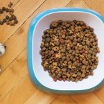 WHAT ARE THE TOP TEN BEST DOG FOODS