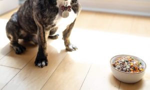 WHAT ARE THE TOP 10 BEST DOG WET FOODS