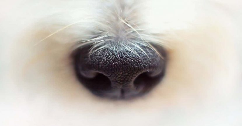 which smell do dogs hate