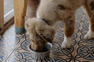 10 BEST DOG FOOD FOR DOGS WITH SENSITIVE STOMACH