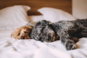 HOW DO DOGS SLEEP SO QUICKLY