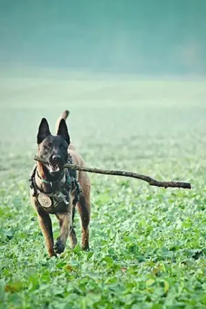 BELGIAN_MALINOIS