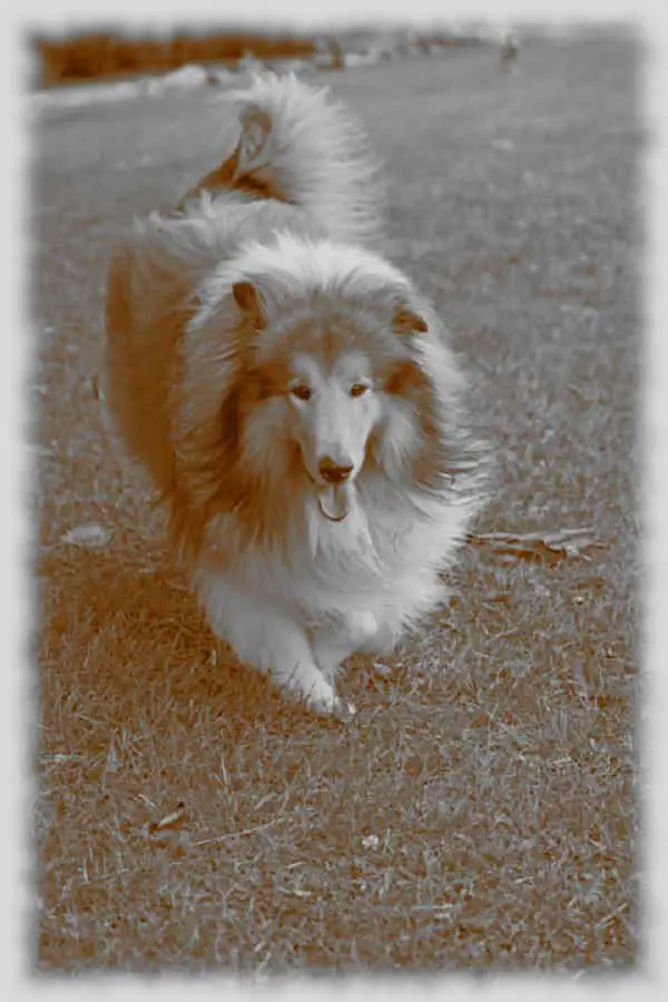 COLLIE-VINTAGE