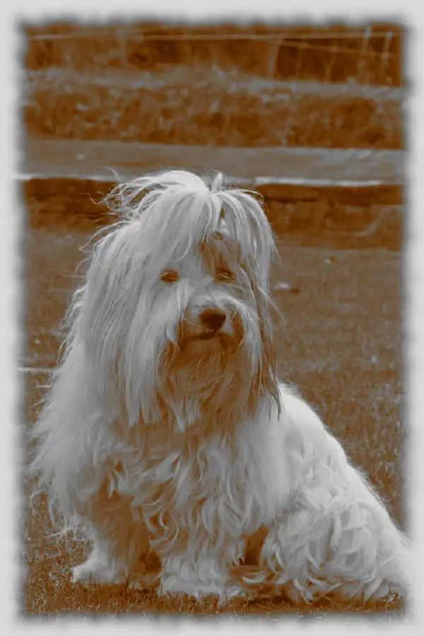 COTON-DE-TULEAR-Vintage