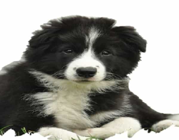 Collie-black-and-white