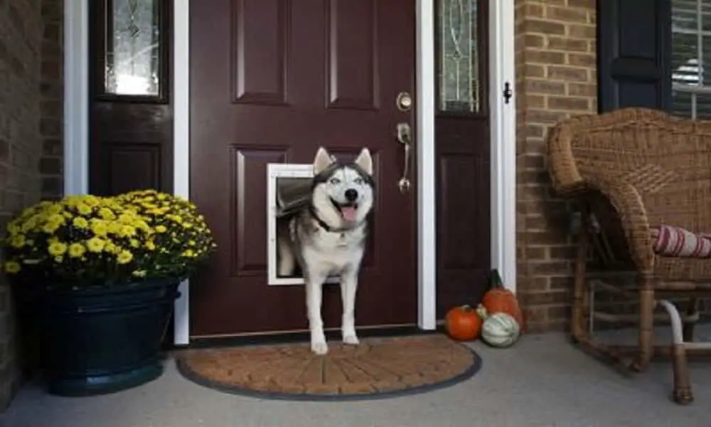 WHAT IS THE BEST DOG DOOR TO BUY