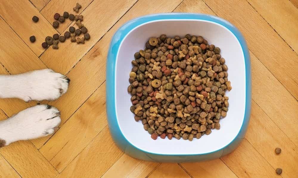 WHAT ARE THE TOP TEN BEST DOG FOODS