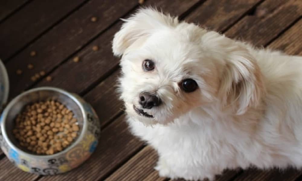 9 Best Dog Food for Small Dogs