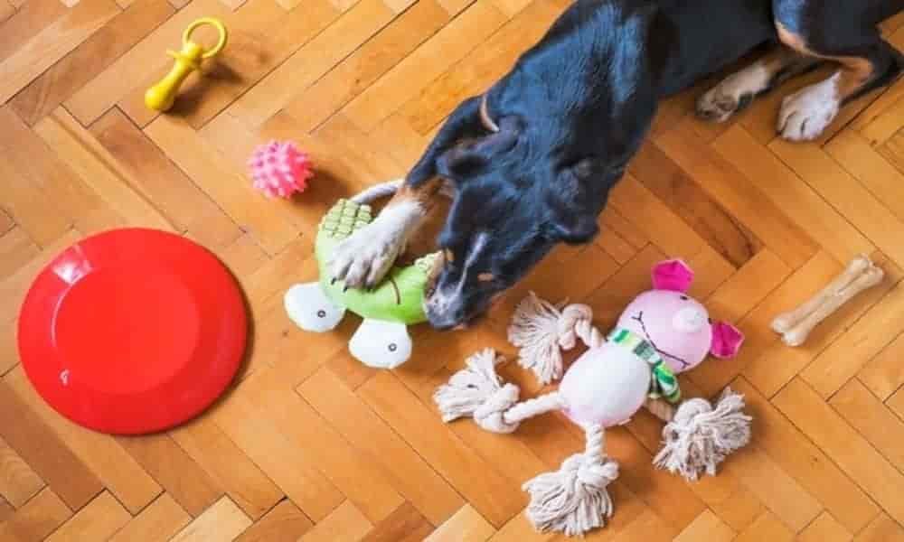 best chewy dog toys