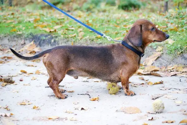 dachshund-1018409_960_720