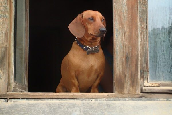 dachshund-345698_960_720