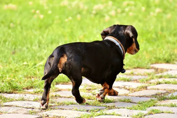 dachshund-3480823_960_720