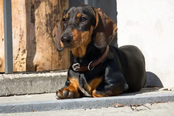 dachshund-3480930_960_720