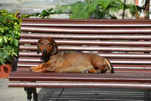 dachshund-957127_960_720