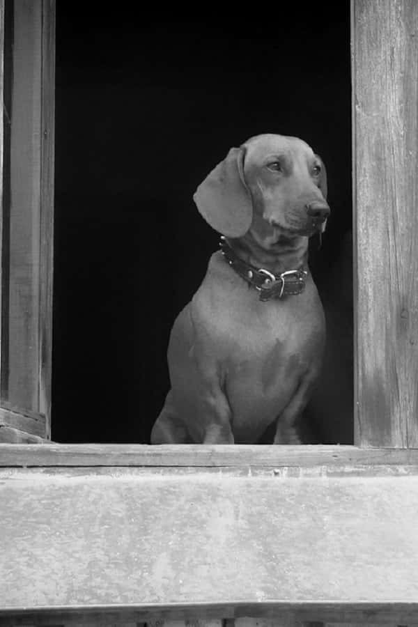 dachshund-black-and-white