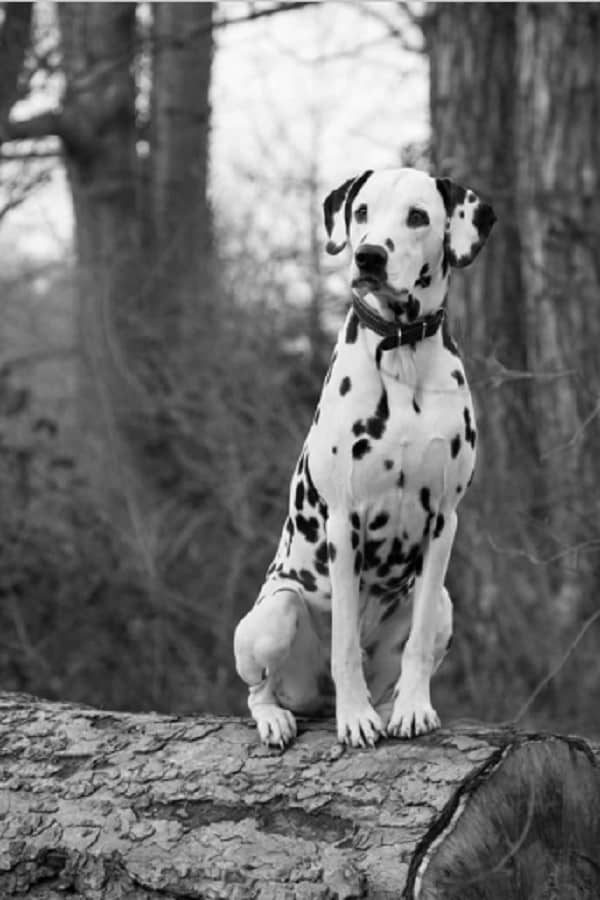 dalmatian-black-and-white