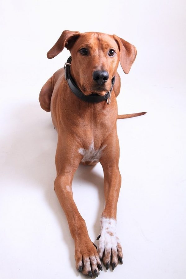 RHODESIAN RIDGEBACK