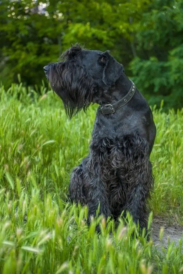 GIANT SCHNAUZER