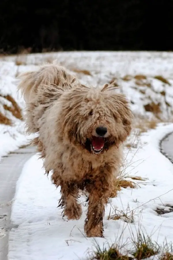 komondor