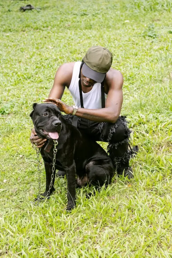 CANE CORSO