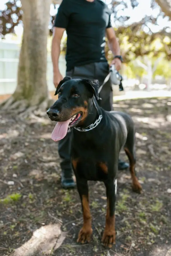 DOBERMAN PINSCHER