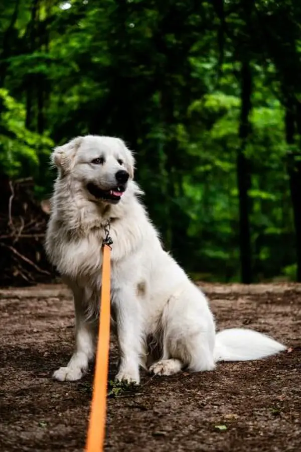 KUVASZ